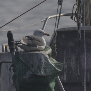 Zafferano (Larus fuscus)