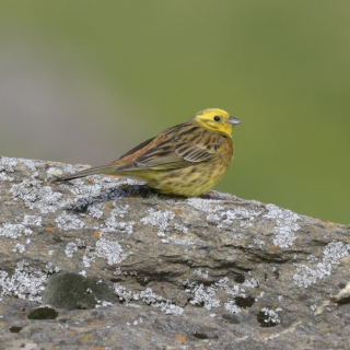 Zigolo giallo (Emberiza citrinella)