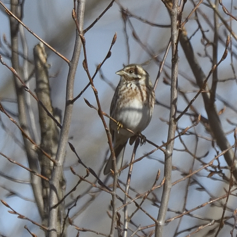 Zigolo golarossa (Emberiza leucocephalos)