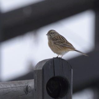 Zigolo muciatto (Emberiza cia)