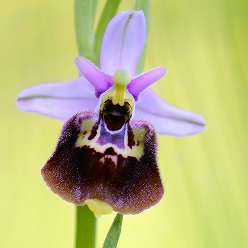 Il magico mondo delle Orchidee 