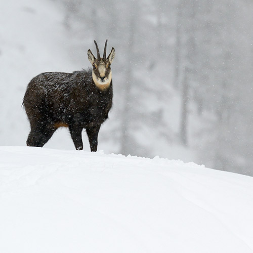 Inverno in Gran Paradiso 