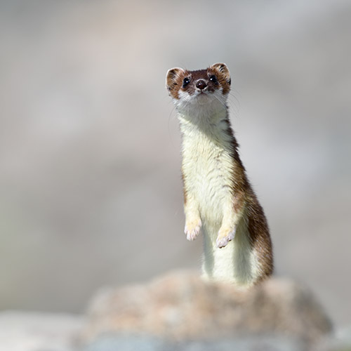 La fauna selvatica del Gran Paradiso 