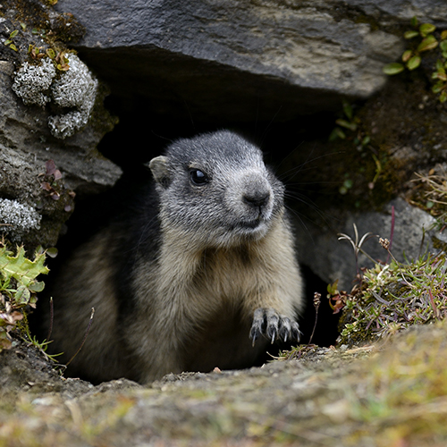 Marmotta alpina