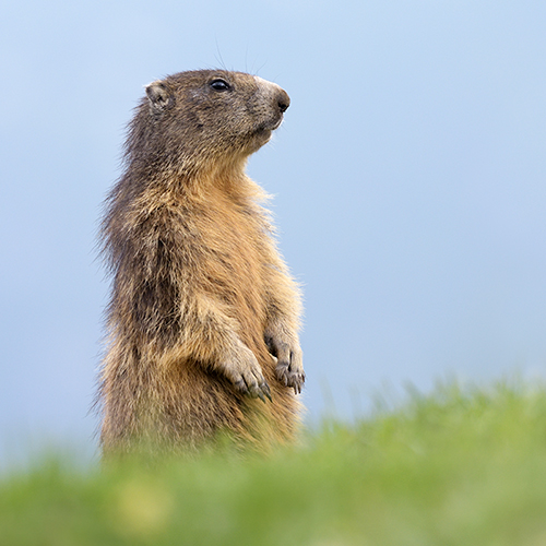 Il risveglio della natura in Paradiso